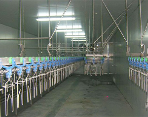 屠宰場(chǎng)建造一個(gè)冷凍庫(kù)要多少錢